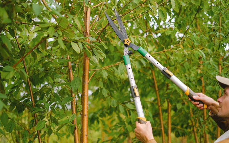 Tree trimming in Moreno Valley, CA